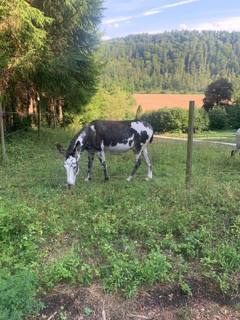 Hausesel — Bild 1