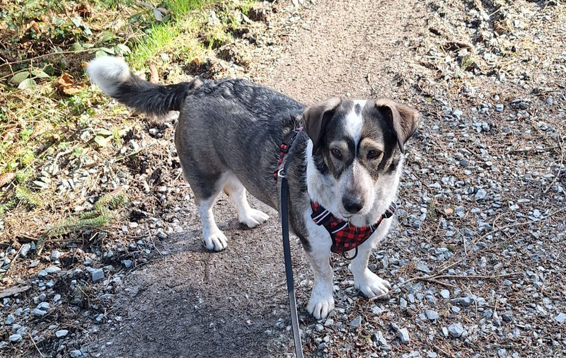 Haushund — Bild 1
