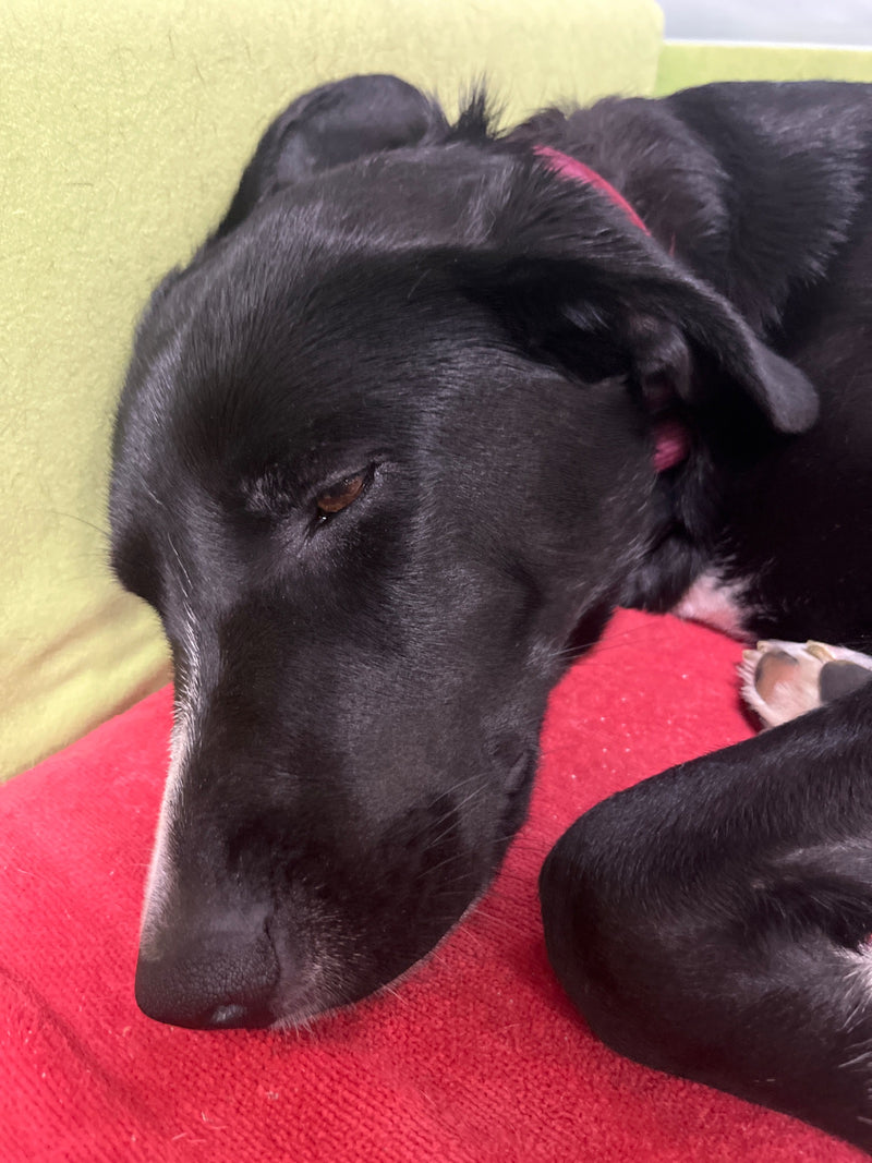 Haushund — Bild 3