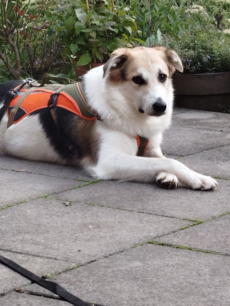 Ein Haushund mit orangefarbenem Geschirr liegt ruhend auf einer gepflasterten Fläche vor Pflanzen.