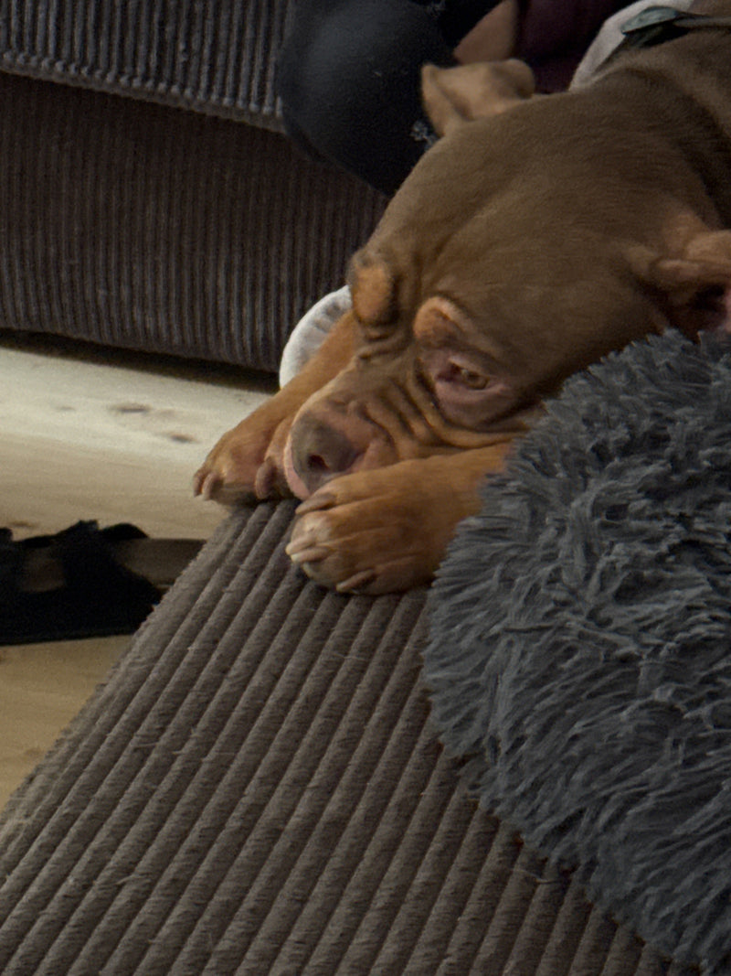 Ein brauner Haushund liegt auf einem gemütlichen Sofa und ruht sich aus. Der Kopf ruht auf den Vorderpfoten.