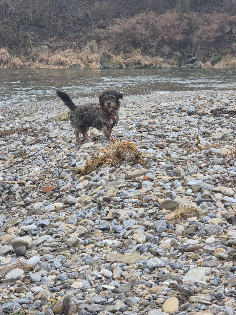 Haushund — Bild 5