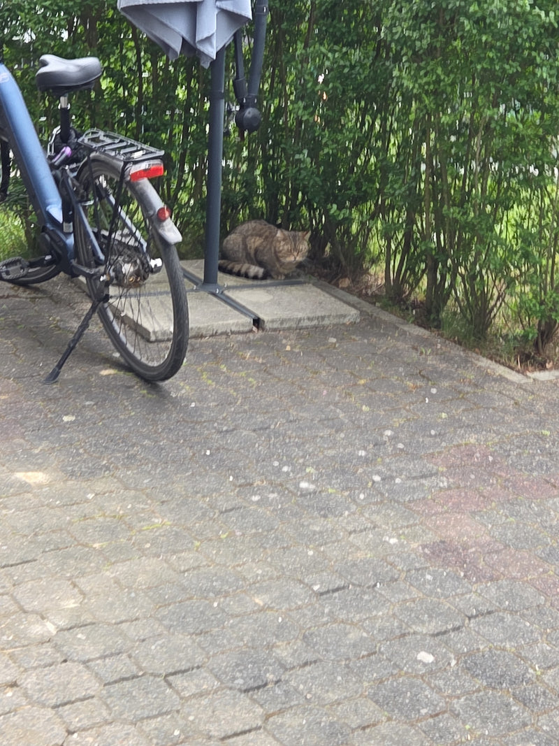 Hauskatze — Bild 2