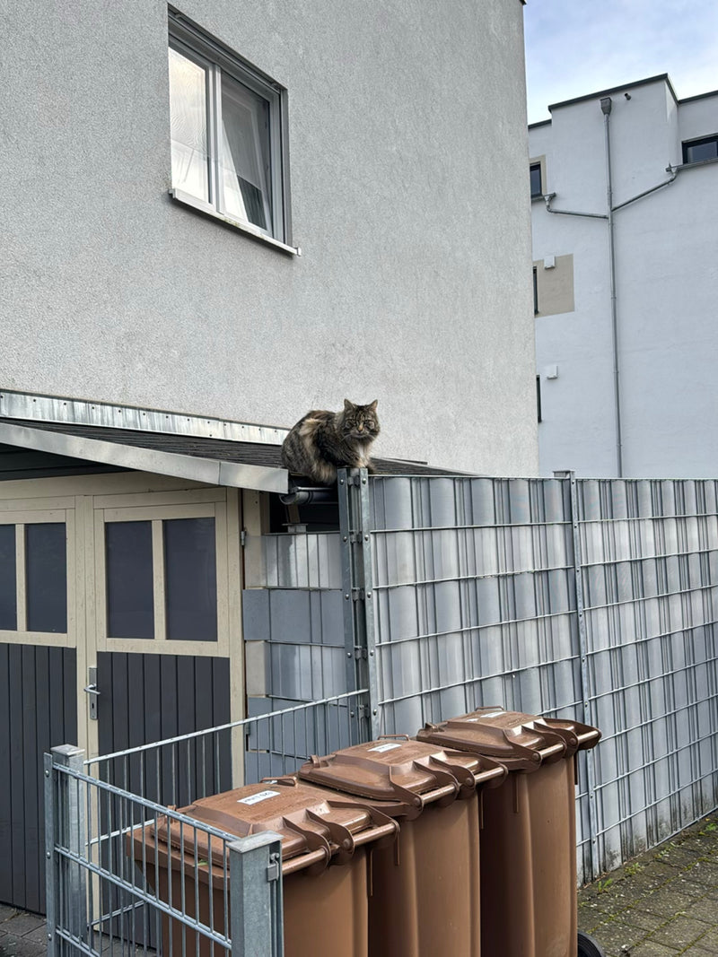 Hauskatze — Bild 3