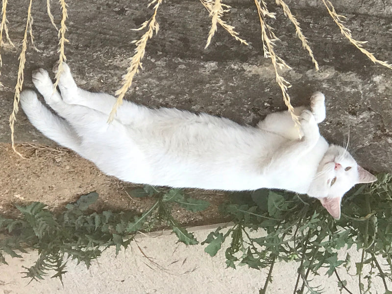 Hauskatze — Bild 5