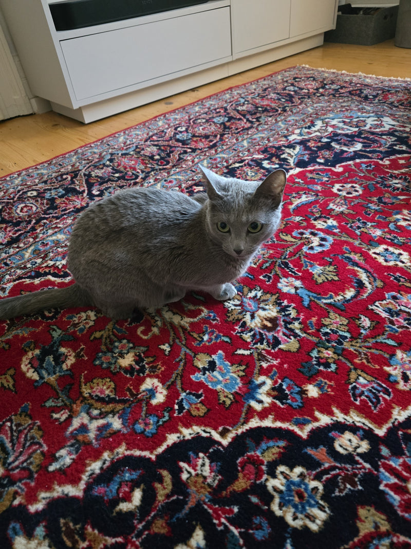 Hauskatze — Bild 3