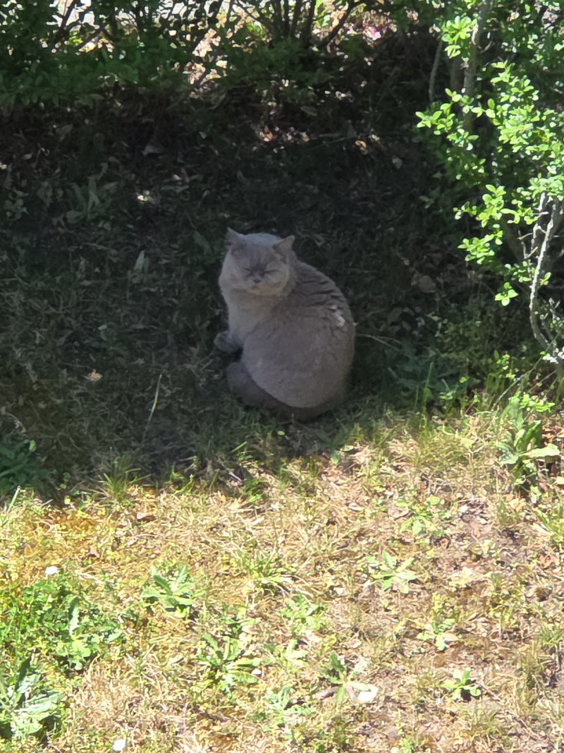 Hauskatze — Bild 4