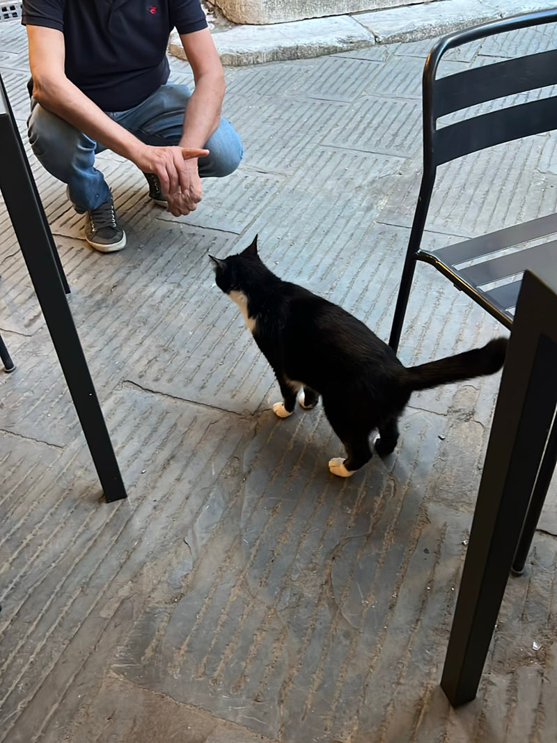 Hauskatze — Bild 2