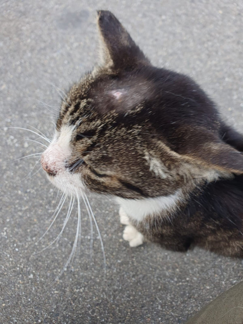 Hauskatze — Bild 5