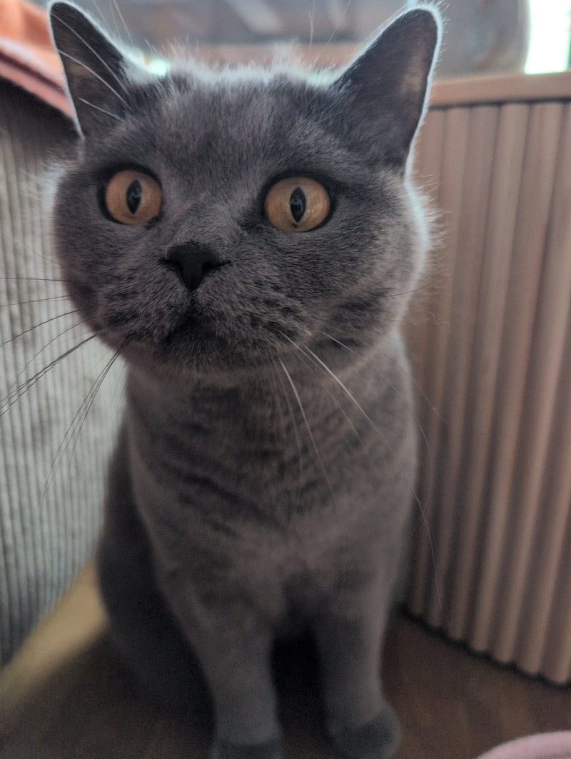 Hauskatze — Bild 1