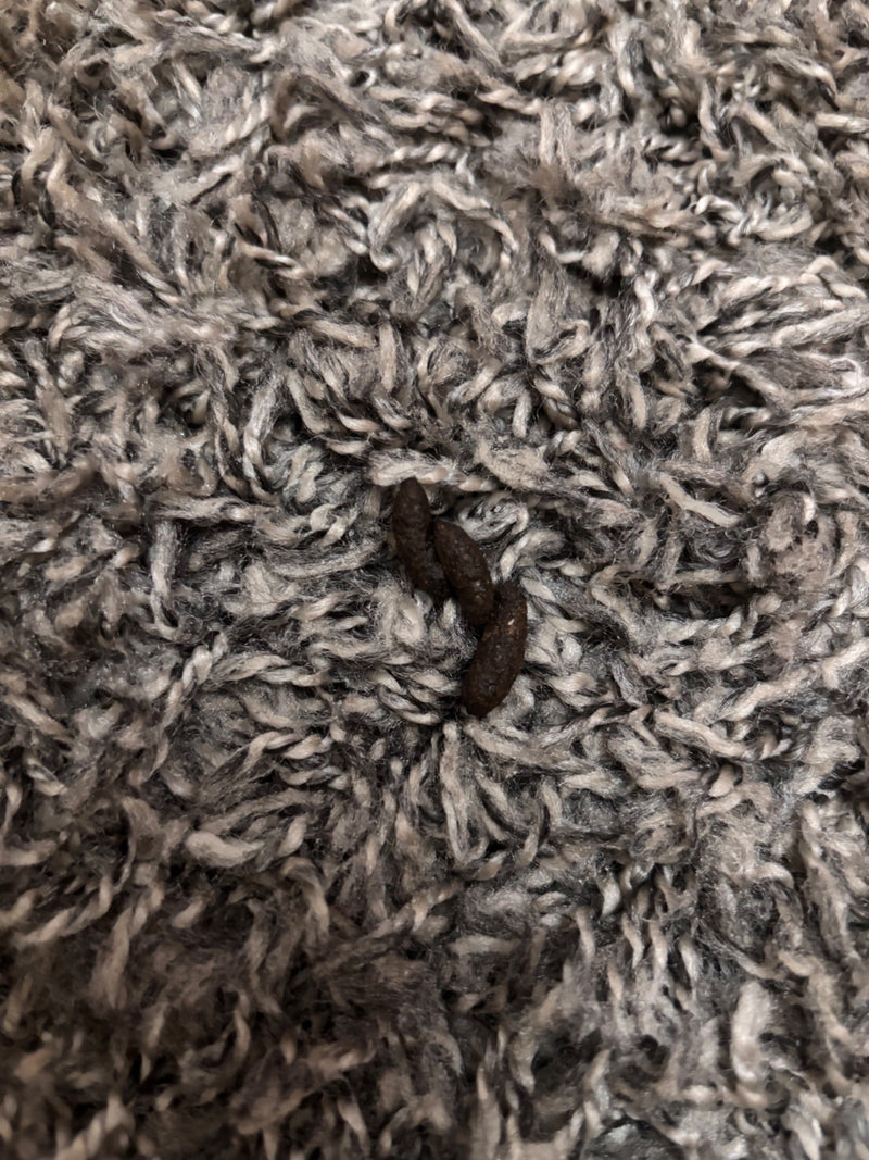 Hausmaus — Bild 4