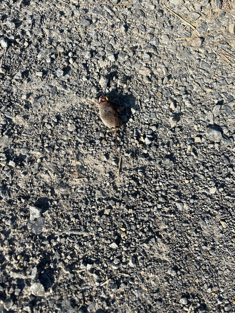 Hausmaus — Bild 1