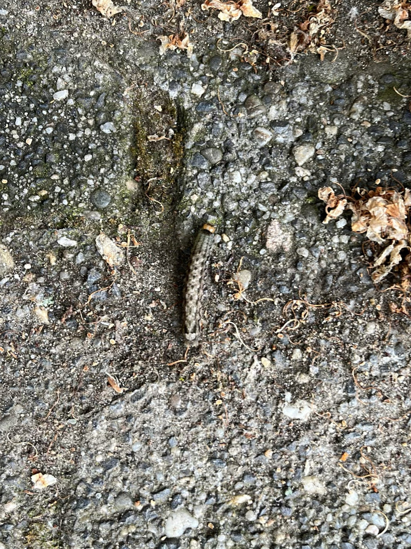 Hausmutter Raupe In Der Wohnung — Bild 2