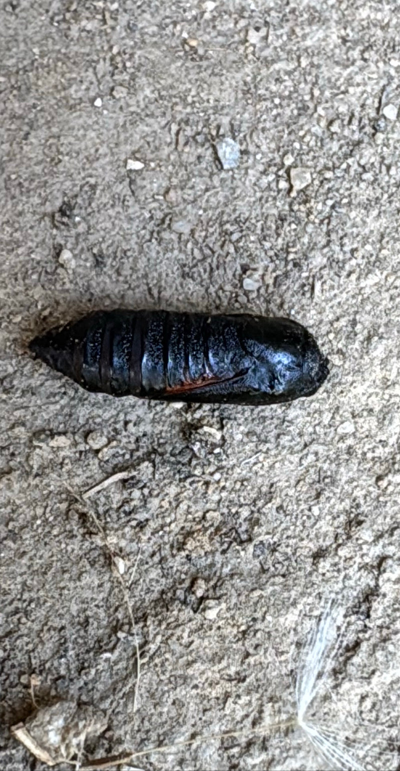Hausmutter Raupe In Der Wohnung — Bild 2