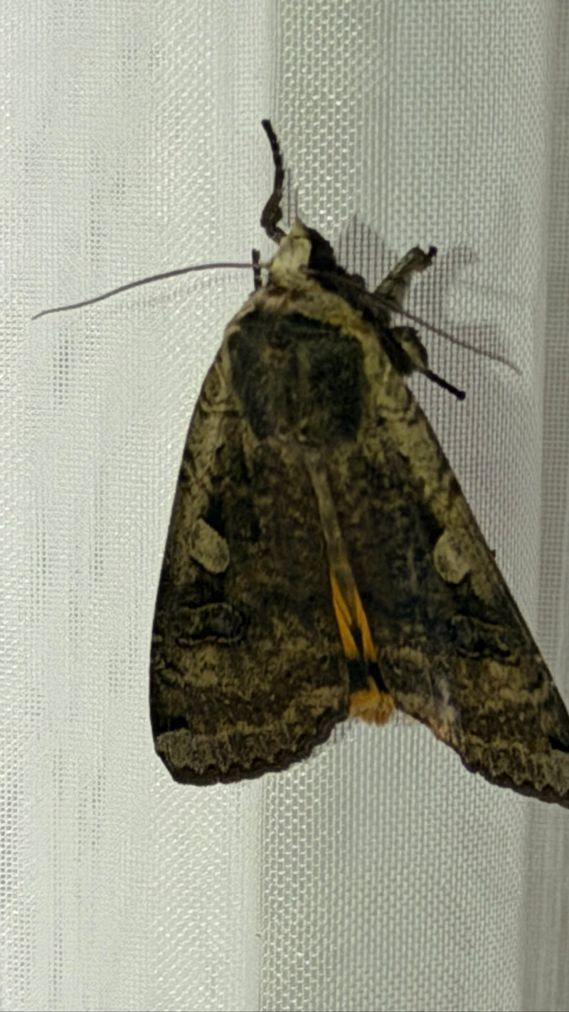 Hausmutter Raupe In Der Wohnung — Bild 1
