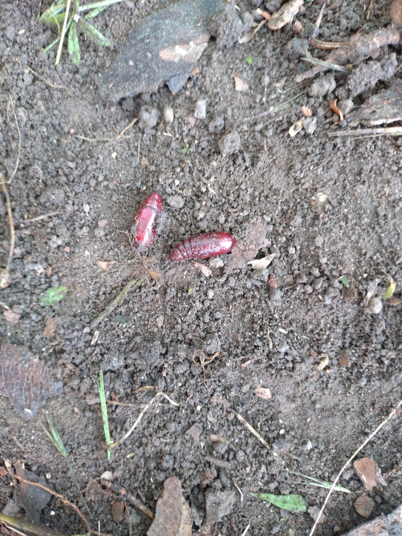 Hausmutter Raupe In Der Wohnung — Bild 4