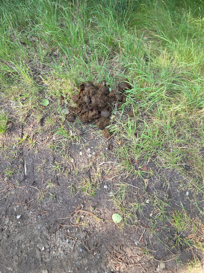 Hauspferd — Bild 4