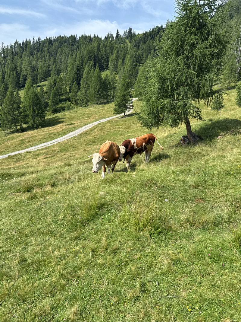 Hausrind — Bild 2
