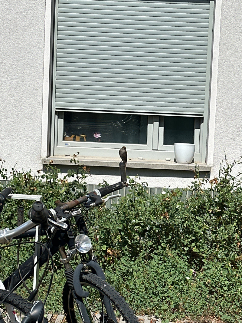 Hausrotschwanz — Bild 1 von 17
