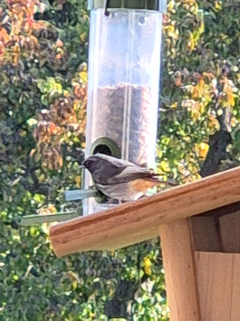 Ein Hausrotschwanz sitzt auf der Stange einer Futterröhre neben einem Vogelhäuschen.