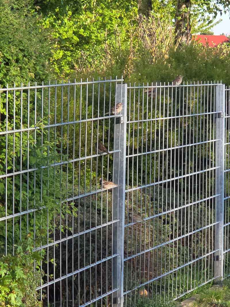 Passer Domesticus — Bild 1