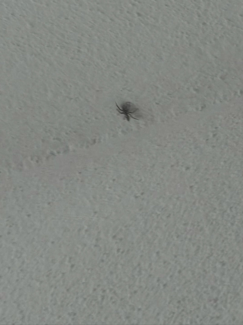 Hauswinkelspinne — Bild 2