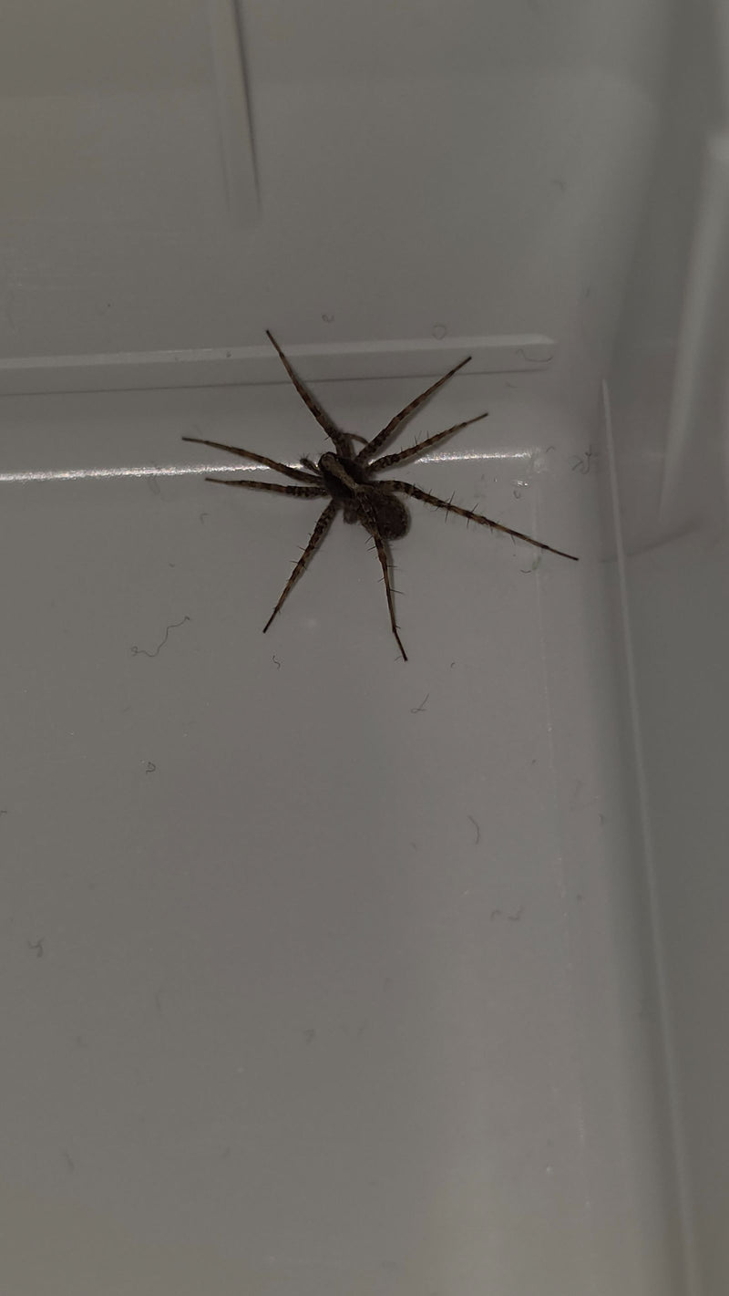 Hauswinkelspinne — Bild 1