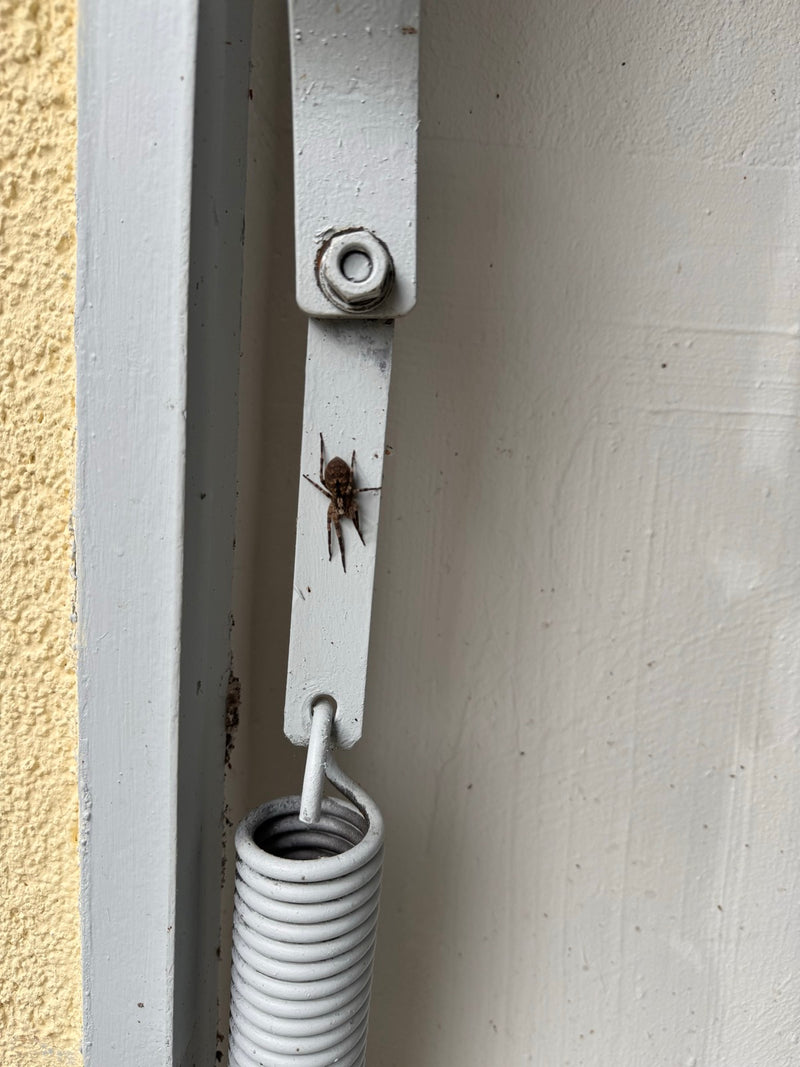 Hauswinkelspinne — Bild 3