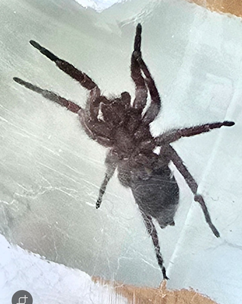 Hauszwirbelspinne — Bild 5