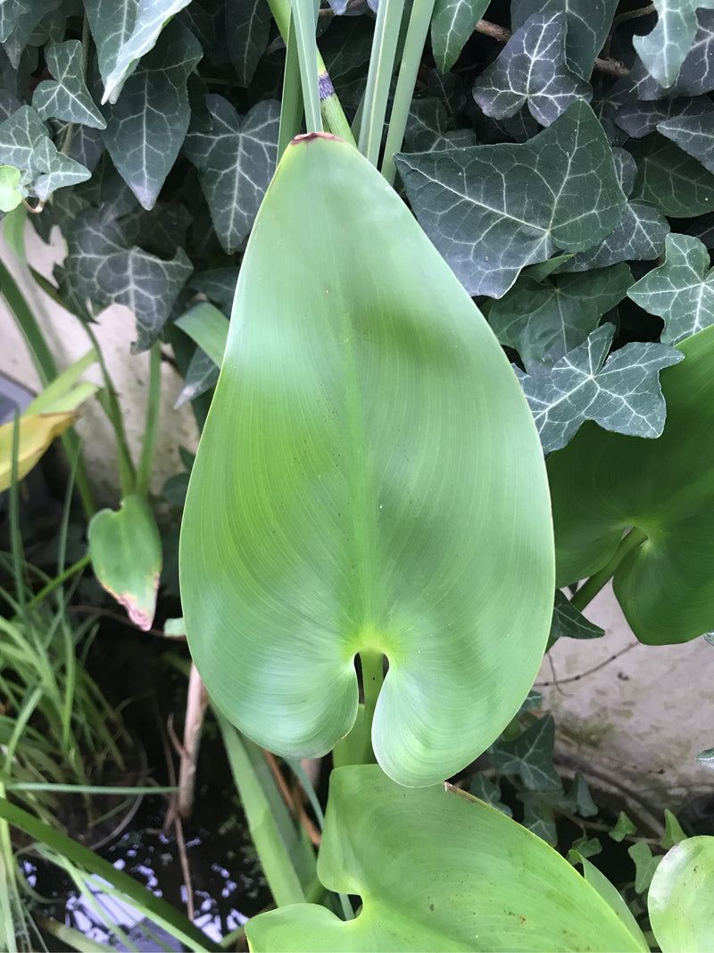 Hechtkraut — Bild 1 von 3
