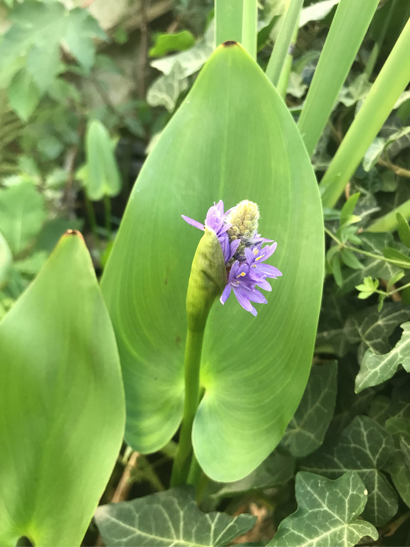 Hechtkraut — Bild 3 von 3