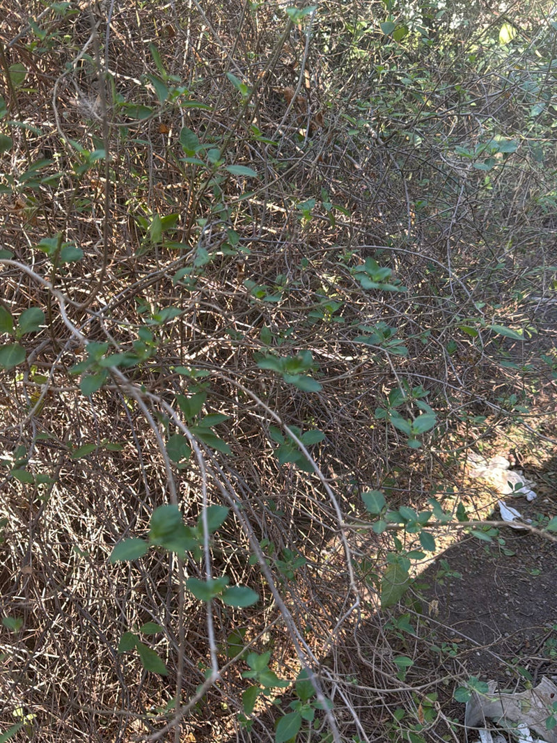 Zu sehen ist ein dichtes Geflecht aus Ästen und Zweigen einer Heckenkirsche mit kleinen, grünen Blättern. Die Aufnahme zeigt den Strauch aus naher Perspektiv...