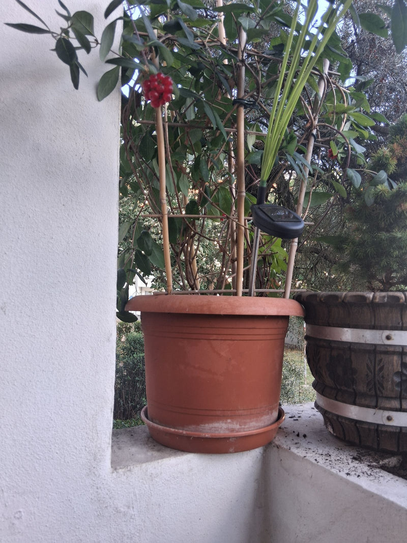 Zu sehen ist eine Heckenkirsche in einem Blumentopf auf einem Balkon. Deutlich erkennbar sind die grünen Blätter und rote Beeren.