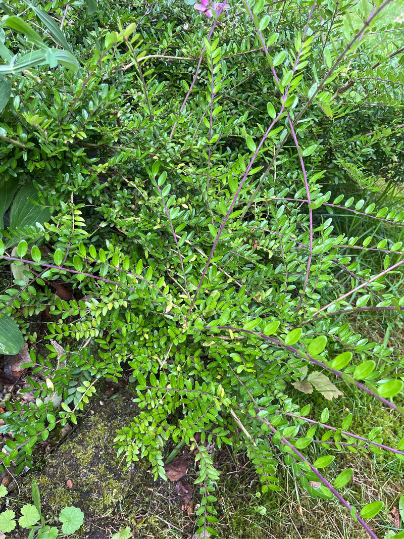 Heckenmyrte — Bild 4