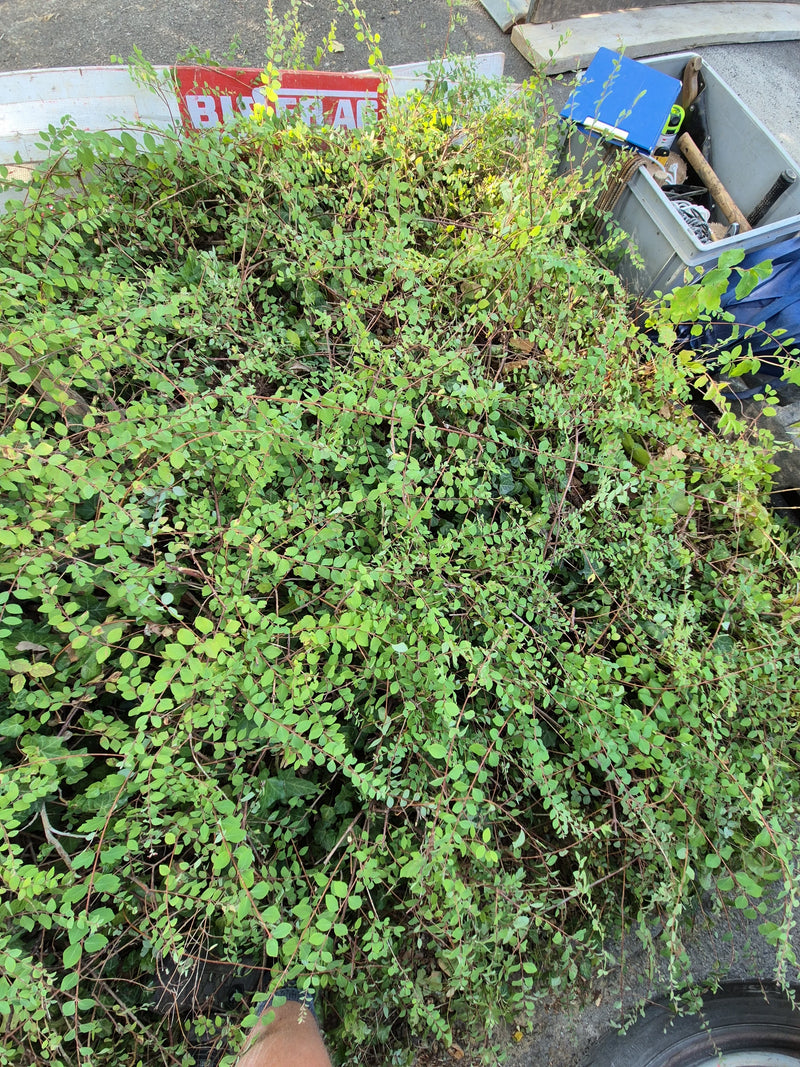 Heckenmyrte — Bild 3