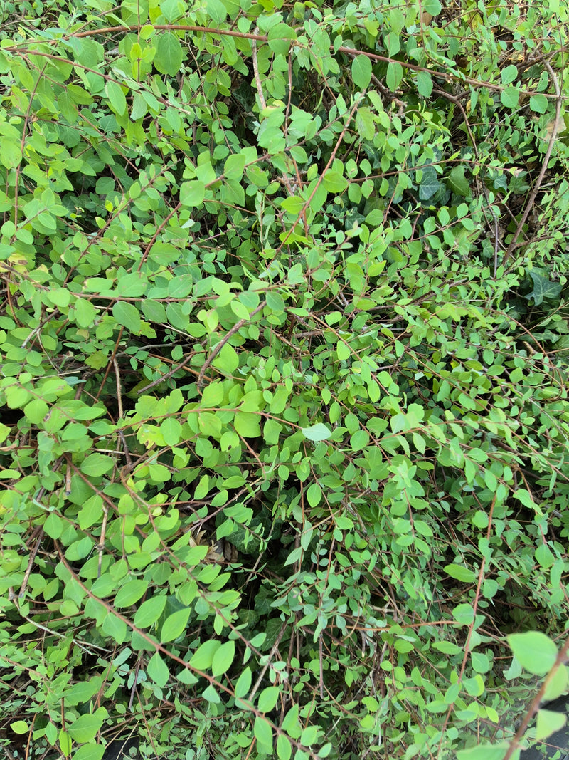 Heckenmyrte — Bild 5