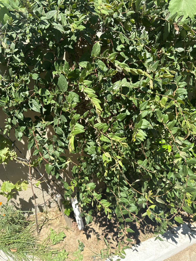 Heckenmyrte — Bild 2