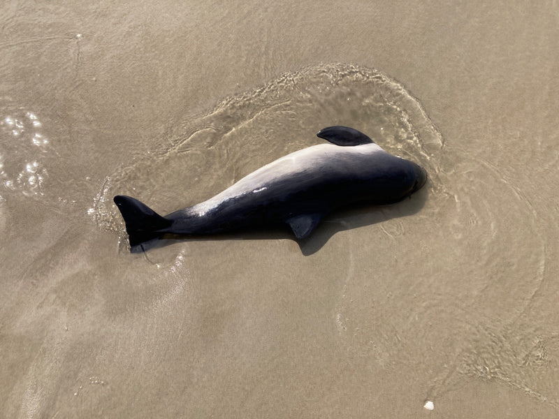 Hector-Delfin — Bild 1