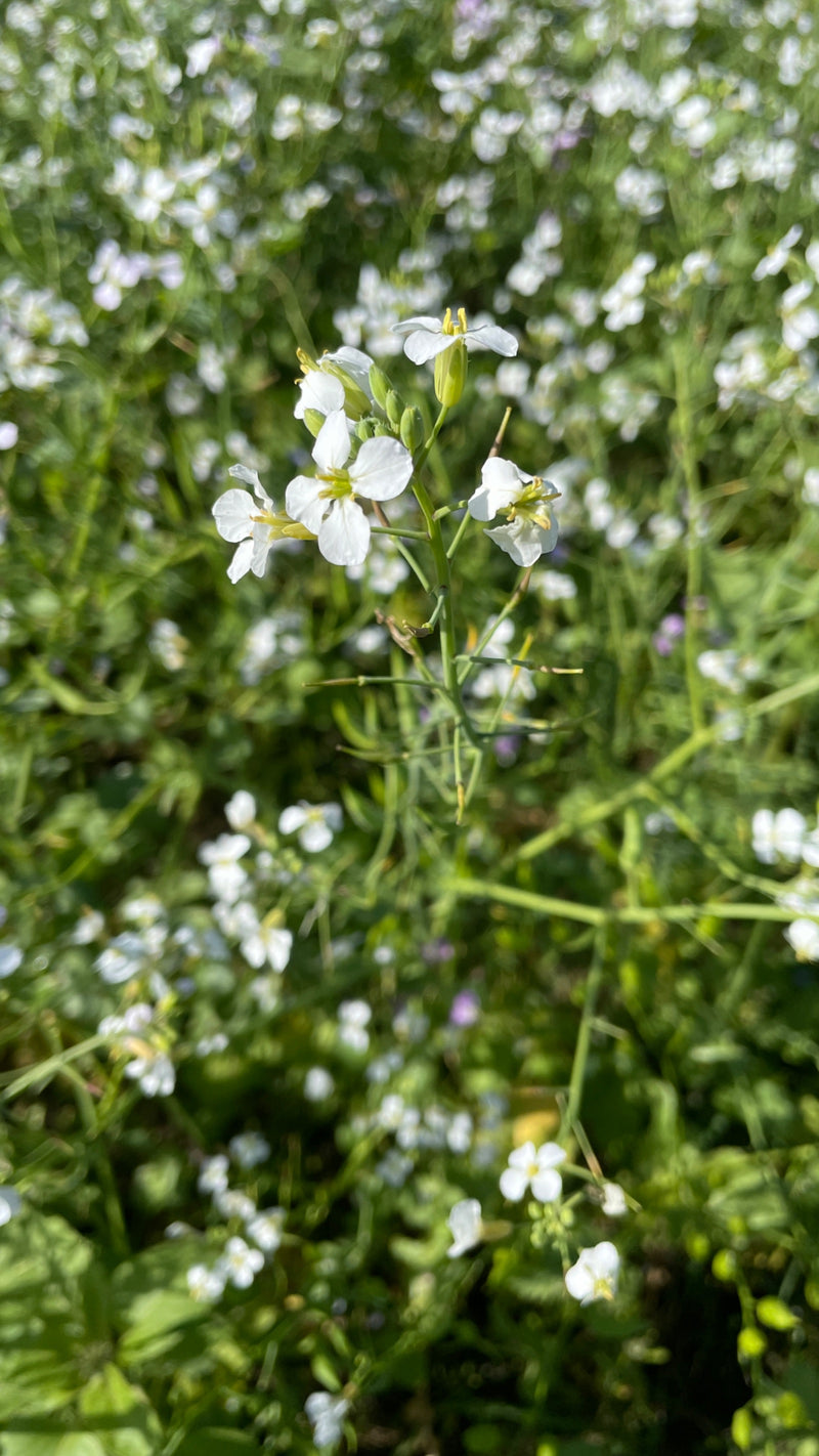 Eine blühende Hederich-Pflanze mit vierzähligen weißen Blüten im Vordergrund eines dicht bewachsenen Feldes.