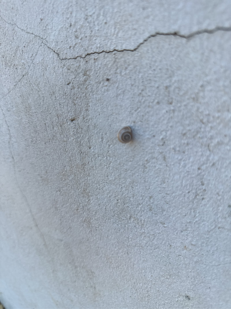 Heideschnecke — Bild 4
