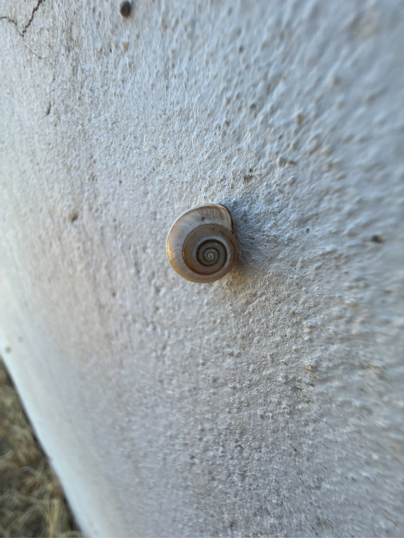 Heideschnecke — Bild 3