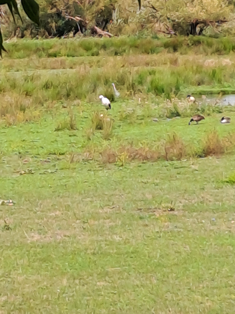 Heiliger Ibis — Bild 3 von 11