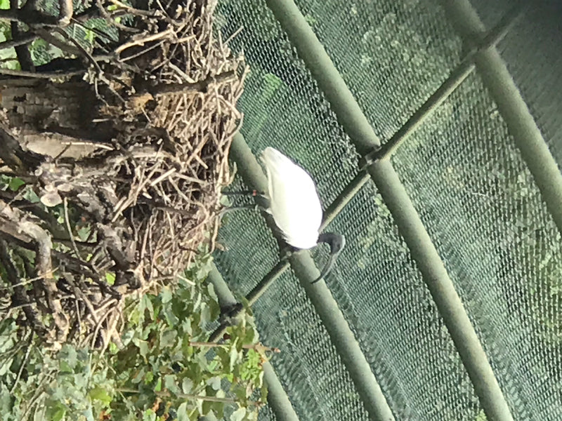 Heiliger Ibis — Bild 1 von 11