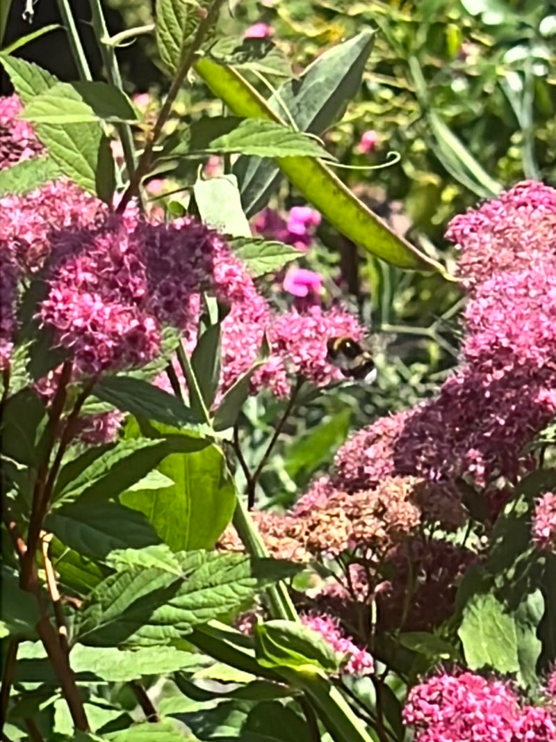 Helle Erdhummel — Bild 1