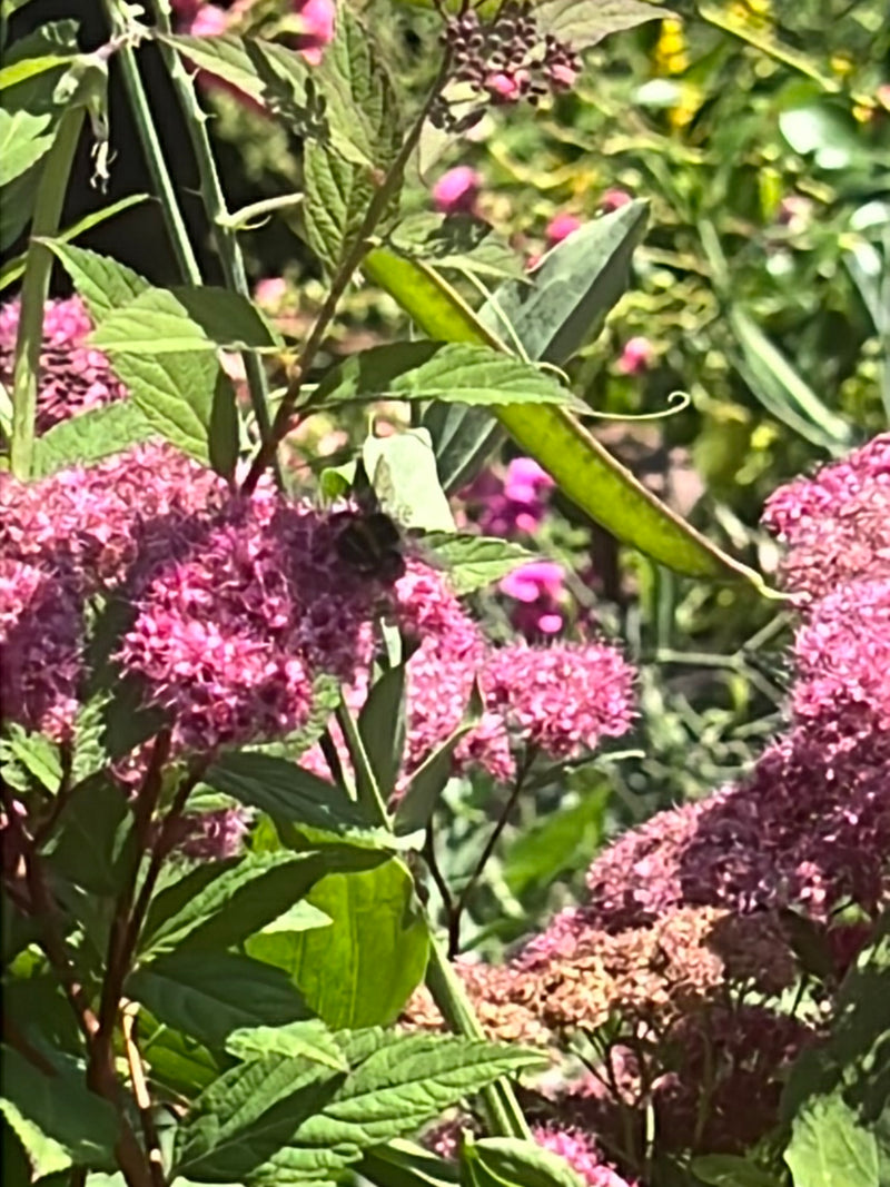 Helle Erdhummel — Bild 2