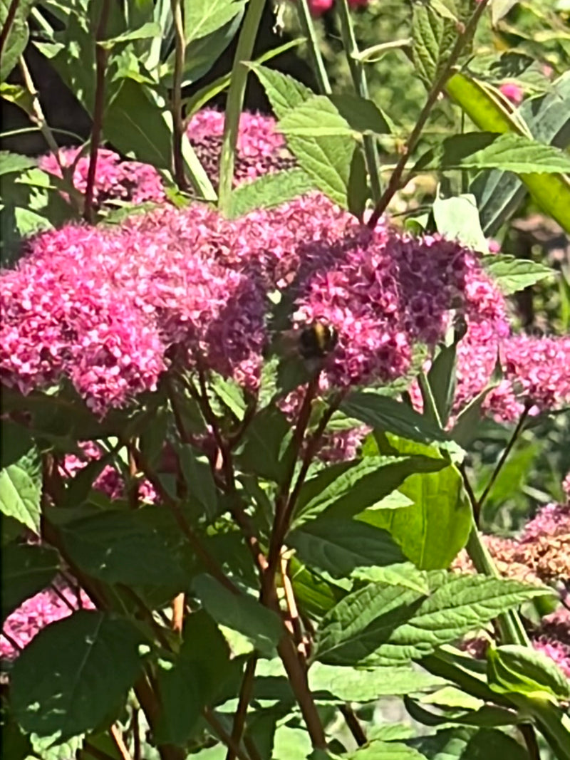 Helle Erdhummel — Bild 3