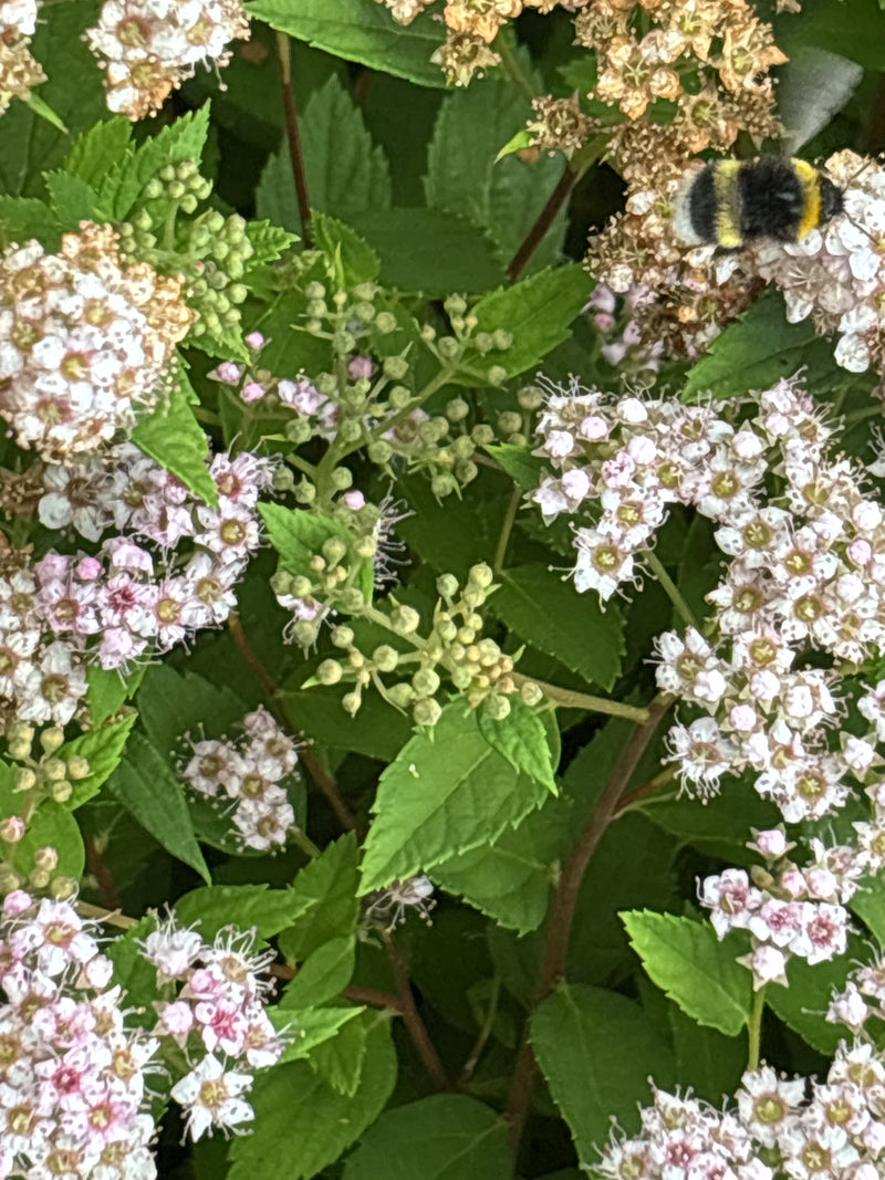 Helle Erdhummel — Bild 5