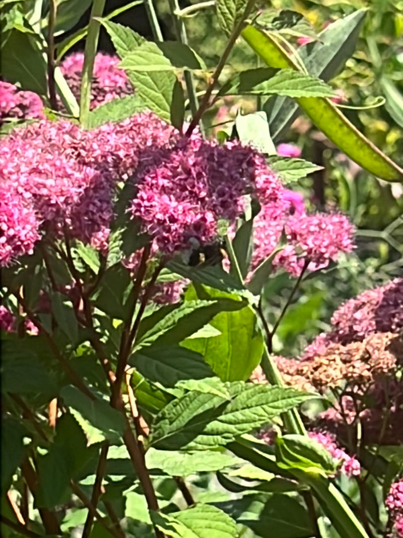 Helle Erdhummel — Bild 4
