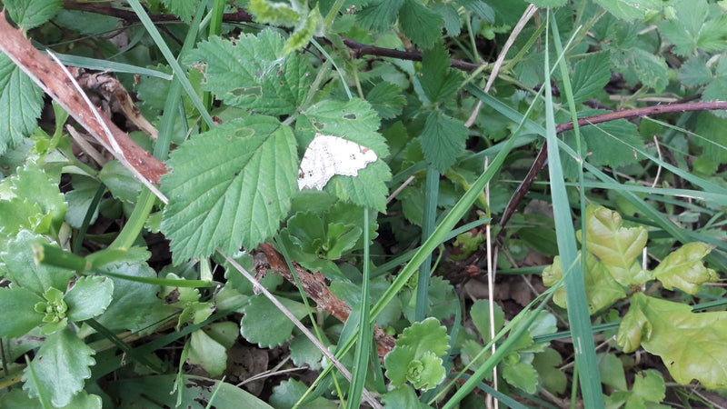 Hellgrauer Wiesen-Spanner — Bild 1 von 2