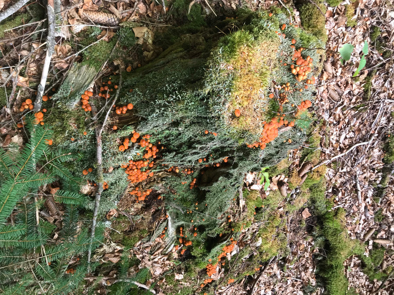 Helmlinge — Bild 3 von 18